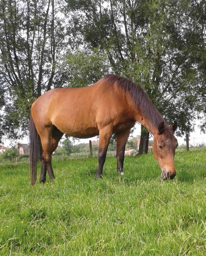 Beemdlangbloem MERIFEST is een productief, gezond ras met een goede persistentie en wintervastheid.