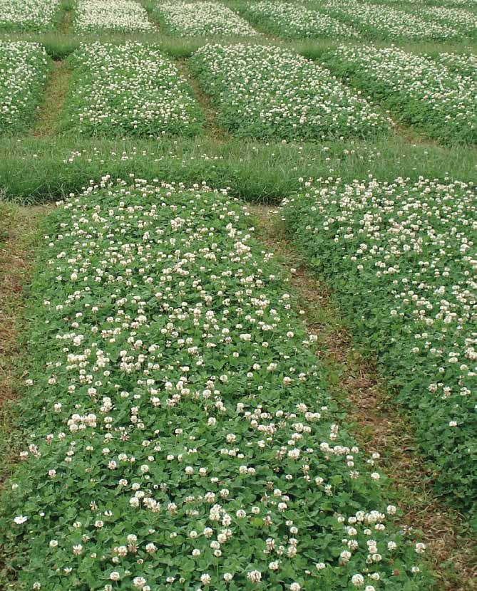 Witte klaver is zeer geschikt voor begrazing in mengteelt met voedergrassen. Witte klaver bindt stikstof uit de lucht en stelt deze beschikbaar voor het gras.