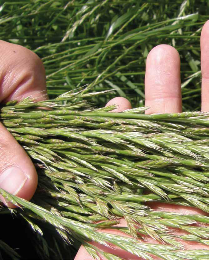 Italiaans raaigras Italiaans raaigras is een tweejarige grassoort, vooral geschikt als kortdurend grasland (1-2 jaar) voor maaigebruik.