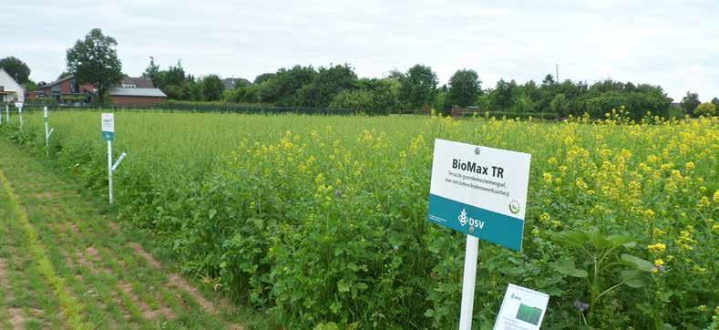 Aaltjes en bodemweerbaarheid DSV groenbemestermengsels voor vergroening FOCUS OP BODEMWEERBAARHEID FOCUS OP AALTJES groenbemester mengsels stimuleren nuttige aaltjes SolaRigol Betamaxx BioMax