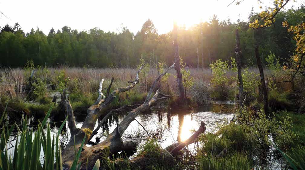 Dwingelderveld in Ruinen Buitencentrum Boomkroonpad Speelplezier in de speelbossen of duik in de natuurlijke zandplassen Genoeg te doen!