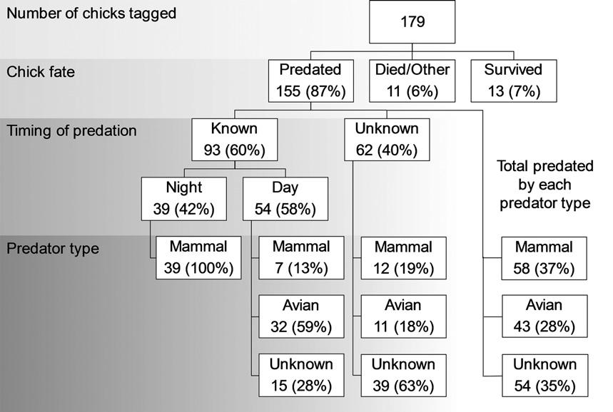 Sovon-rapport 2018/31 Figuur 5. Schematische weergave van de door Mason et al. (2018) gebruikte opstelling om kuikens met zenders 24/7 te volgen. datorennesten of rond een vossenhol (Panek 2013).
