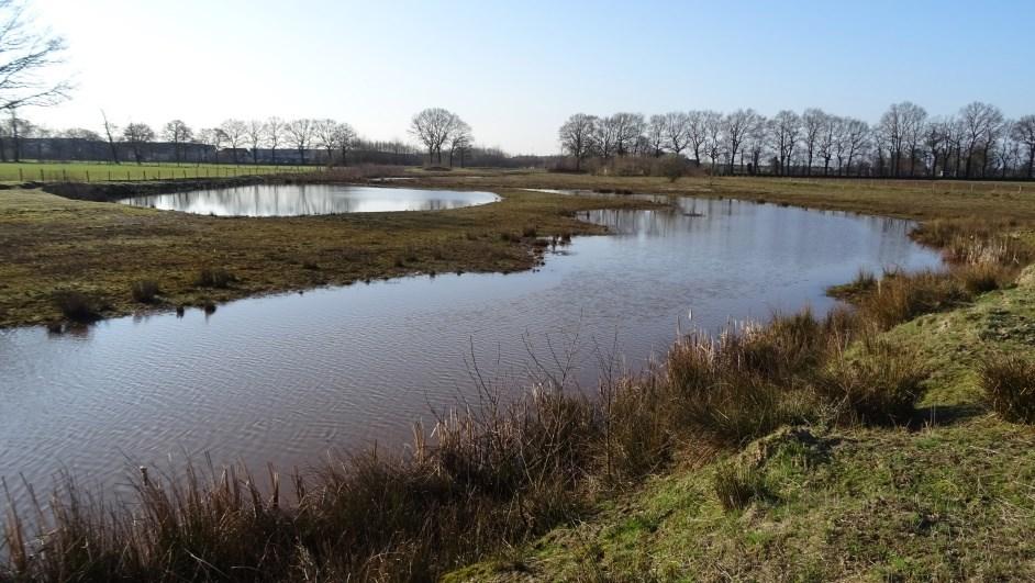 Broedvogels van de Sallandse Heuvelrug (en Elsenermaat) in 2016 5.5. Resultaten 5.5.1. Soorten en aantallen Totaal werden 142 territoria vastgesteld verdeeld over 38 soorten broedvogels.