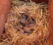 De draagtijd bedraagt 30 dagen, en vlak na de bevalling is het vrouwtje al terug vruchtbaar. Enkele uren voor de geboorte zal de voedster het nest beginnen klaarmaken.