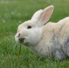 Als alternatief kan je een overdekte kattenbak vullen met aarde of stro, zodat de konijnen daarin kunnen graven.