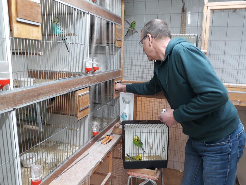 Zoon Henk begon als kind al liefde voor de vogels te krijgen en met zijn vader kochten ze twee paartjes lutino grasparkieten in Almelo.