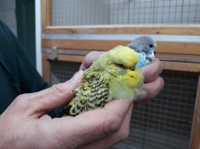 Op de foto gedemonstreerd door de pop van de koningsparkiet. Henk voert in z n kweekafdeling een strenge selectie toe.