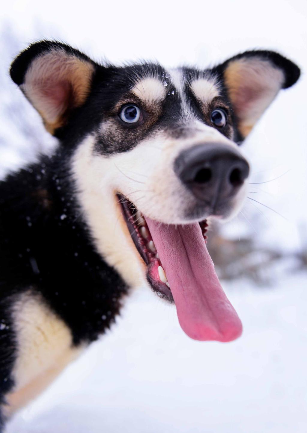 Dag 7: Kirkenes nabij de Russische grens In de ochtend bevindt u zich op dezelfde lengtegraad als St.