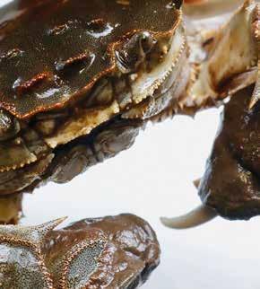 ZEEBRUGGE ROTOR (BE) Who s Eating the Chinese Mitten Crab 2018 20 ROTOR Dit project kadert binnen een samenwerking met de Triënnale van Brugge.
