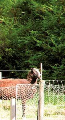 TRELLIS IN HONDENHOK Honden zijn echte