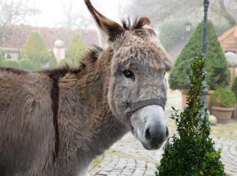 voor een gezellige, winterse sfeer en maken onze stal tot één van de mooiste van