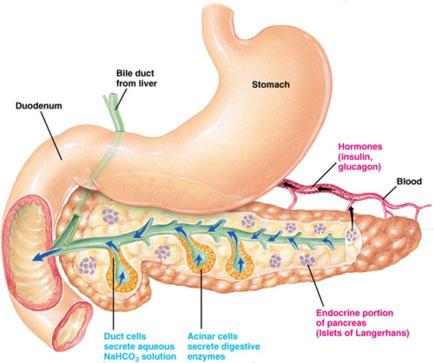 Alvleesklier/pancreas.