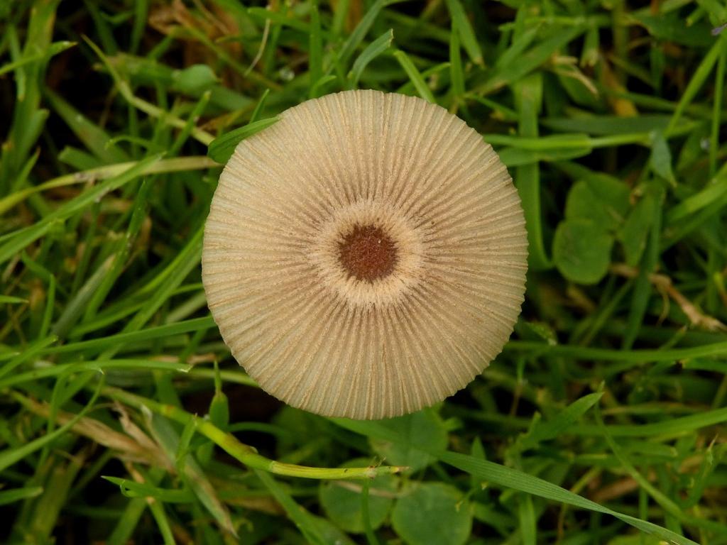 Het plooirokje is een kleine paddenstoel uit de familie van de inktzwammen. Na een regenperiode verschijnen de vruchtlichamen dikwijls in groepjes in vochtig grasland, gazons en grazige wegbermen.
