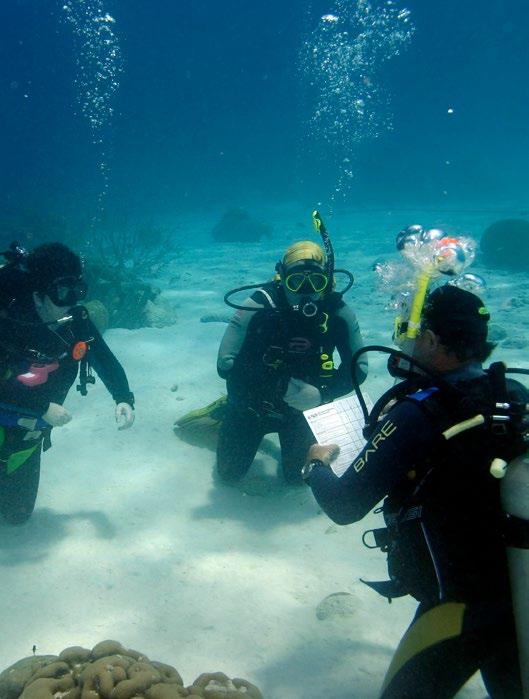 We bieden een uitgebreid scala aan cursussen: van kindercursussen zoals PADI Bubble Maker tot aan IDC cursus en verdere opleiding voor instructeur, zoals post IDC trainingen en TEC-cursussen op