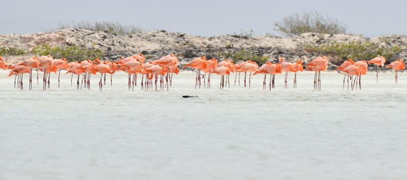 Your Buddies on Bonaire YOUR BUDDIES WORLD Buddy Dive Resort Bonaire Belmar Oceanfront Apartments Caribbean Club Bonaire ADRES INTERNATIONALE RESERVERINGEN VS / CANADA RESERVERINGEN Kaya Gob. N.