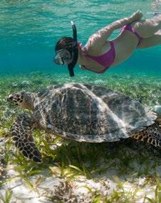 Die laatste is te combineren met een wandeling over het eiland of snorkelen in de ondiepe gedeeltes van het eiland: een perfecte plek om schildpadden te spotten!