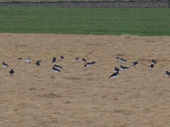 Omwille van de grotere afstanden van de weg tot de vogels is de verstoring duidelijk minder, hoewel vogels die