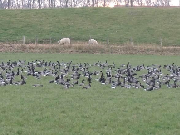 Figuur 3-6. Rotganzen in de Sint Pieterspolder tijdens de veldbezoeken. Foto s: Tom Ysebaert. 3.4 Broedvogels De buitendijkse zijde van de zeedijk wordt sporadisch gebruikt door kustbroedvogels als broedgebied.