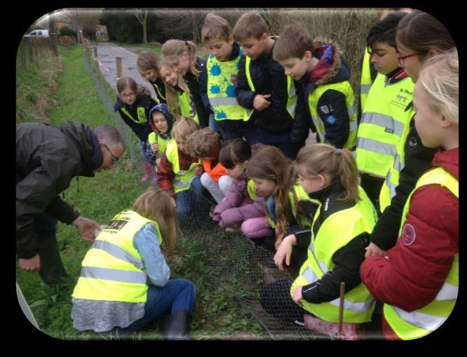 Paddentrek Tijdens de jaarlijkse paddentrek gingen enkele klassen uit onze school helpen bij het overzetten van de padden.