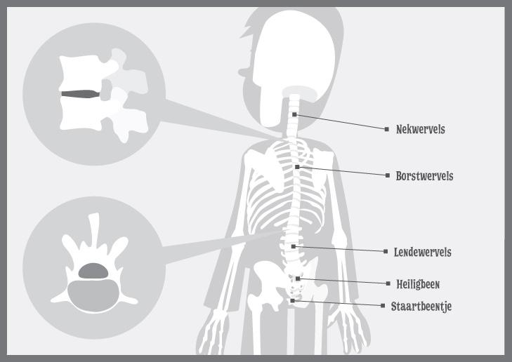 De wervelkolom is hol. Binnenin zit het ruggenmerg. Dat is een lange zenuwkabel.