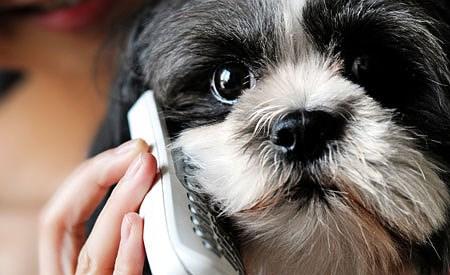 6.3 Telefonisch onderzoek Telefonisch onderzoek wordt meestal uitgevoerd met behulp van CATI (Computer Assisted Telephone Interviewing): de enquêteur voert tijdens het telefoongesprek meteen de