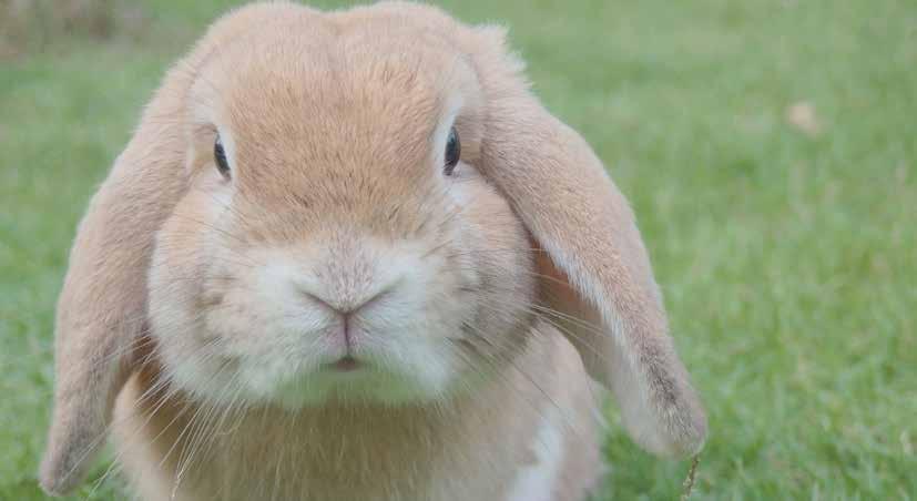 Verhuizen met knaagdieren Stap 1 Stap 2 Stap 3 Voorbereiding Cavia s en konijnen zijn minder stressgevoelig dan honden en katten, maar ook zij ervaren stress.