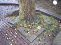 Ernstige, door boomwortels opgedrukte bestrating aanwezig aan de rand en buiten de rand van de boomspiegel; het hoogteverschil tussen de tegels/