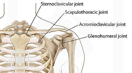 Complexe anatomie VIER gewrichten Glenohumeraal