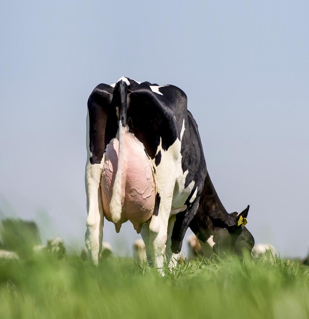 NEDERLAND AUGUSTUS 2018 STIERENAANBOD VOOR EEN BETERE