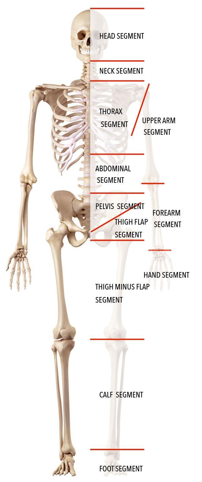 2.1. Het skeletsysteem 2.1.1. functies van het skelet Structurele steun voor het lichaam Beweging door hefboomwerking i.