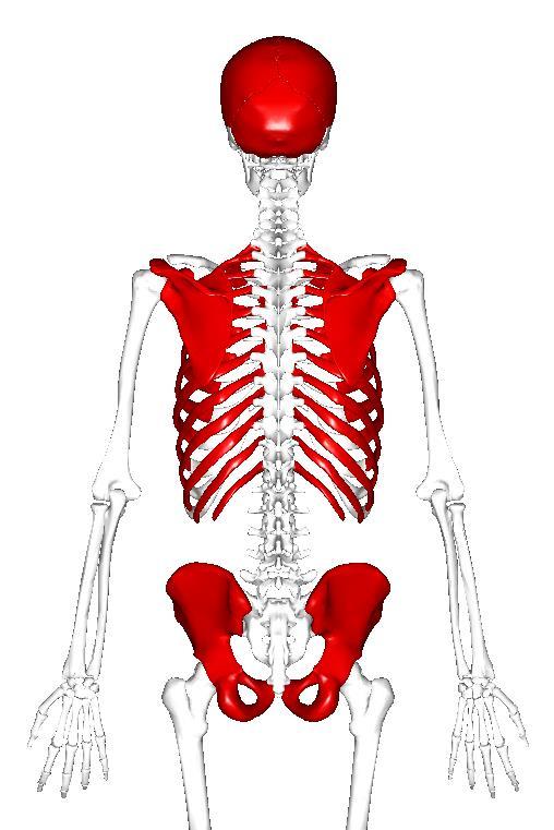 2.1.3.2. korte botten Even lang als breed stabiliteit Beperkte beweeglijkheid vbn. Carpalen in de pols, tarsalen in de enkel 2.1.3.3. platte botten Bescherming interne organen (schild) Grote hechtingsplaatsen voor spieren vbn.