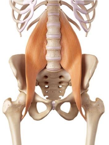 Psoas