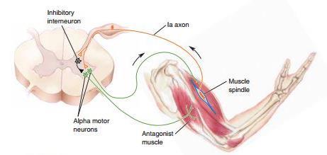 2.6.5.2. reciproke inhibitie Naast monosynaptische reflex, 2 de reflex die geactiveerd wordt vanuit