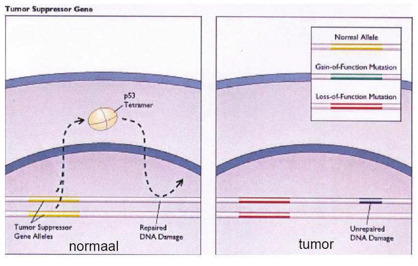 4.3.2 Tumor-suppressor genen Normale genen van wie de functie wordt geïnactiveerd Genen met een normale cellulaire functie, doch met mutatie in deze genen is geassocieerd met tumorvorming of