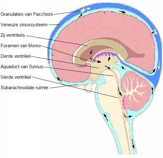 Cerebrale vaatvoorziening De hersenen worden van bloed voorzien vanuit de arteriae carotides (links en rechts) en de arteriae vertebrales (links en rechts) (binnen de schedel de a.