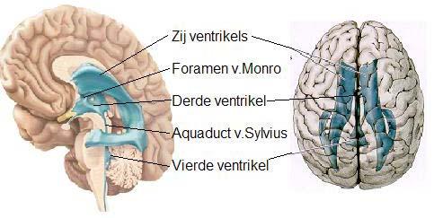 cerebri anterior, - media en posterior. Binnen dit stelsel bestaan een groot aantal kleine onderlinge verbindingen.