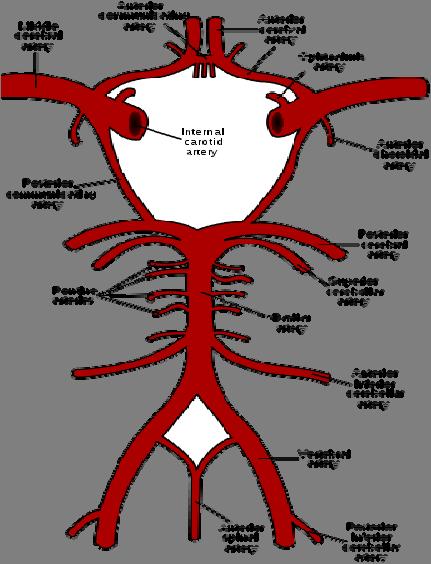 Arteria cerebri anterior Mediale zijde van de frontaal en parietaalkwab.