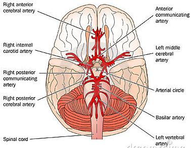 De grootste afvloed komt via het sinussysteem uit in de venae jugelares internae, waar het bloed weer in de grote circulatie terecht komt.