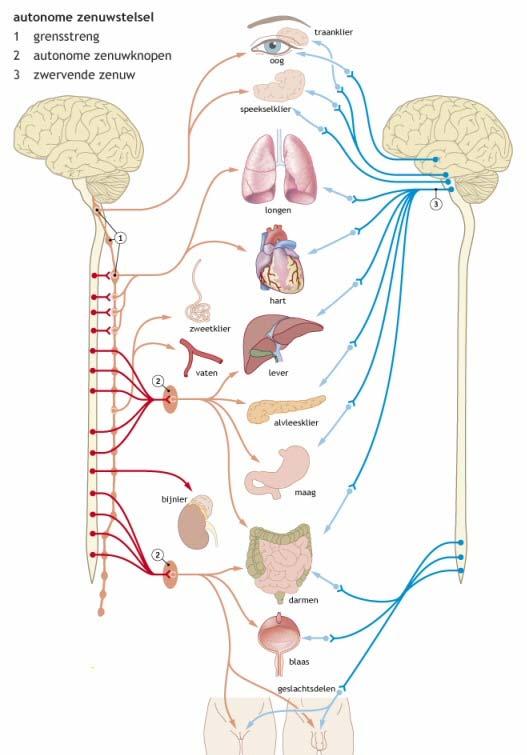 Hoofdstuk 1 anatomie en fysiologie Het zenuwstelsel: Het centrale zenuwstel (CZS) bestaat uit alles binnen de schedel en wervelkanaal: - Grote hersenen Informatie, denken, abstractie, motoriek -