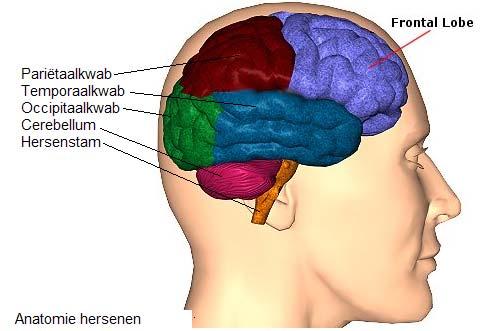 Functionele anatomie Hersenstam - Vitale functies - Evenwicht - Primaire emoties Schade in hersenstam geeft: - Pupilverandering - Bewustzijnsverlies - Hartritmestoornissen - Uitval hersenzenuwen -