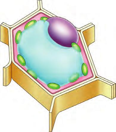 Dat vocht zit in een blaasje, de vacuole. Om de vacuole heen ligt het celplasma. In het celplasma van veel plantaardige cellen liggen ook kleine groene korrels. Dit zijn de bladgroenkorrels.