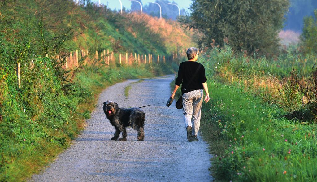 000 De dierenarts registreert dan uw hond, het chip-nummer en uw gegevens in een Krijgt of koopt u een hond ouder dan centrale databank, DogID (www.dogid.be).