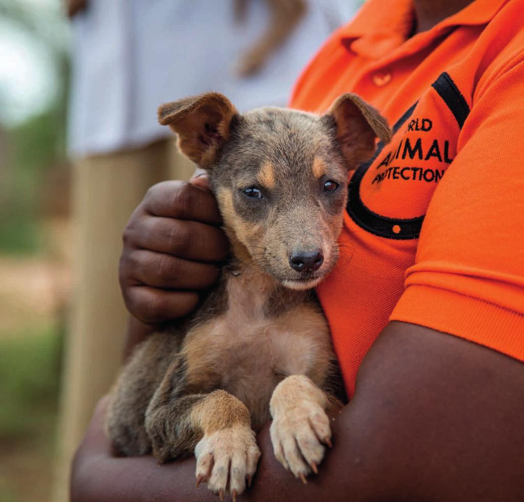 World Animal Protection Nieuws Zomer 2018 Nummer 117 Hondsdolheid groots aanpakken Bali: ware hel voor dieren Massaal signaal aan