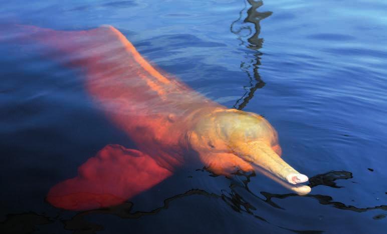 Rivierdolfijnen, ook wel boto s genoemd, worden vaak gedood en in stukken gehakt om als aas te dienen voor het vangen van meervallen.