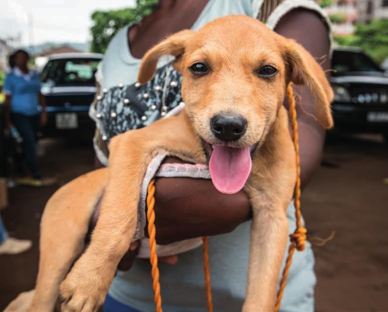 Bijzonder fotomoment Honden in de stad Freetown in Sierra Leone worden massaal ingeënt tegen rabiës (hondsdolheid). Zo ook dit hondje Panda, van nog maar een paar maanden oud.