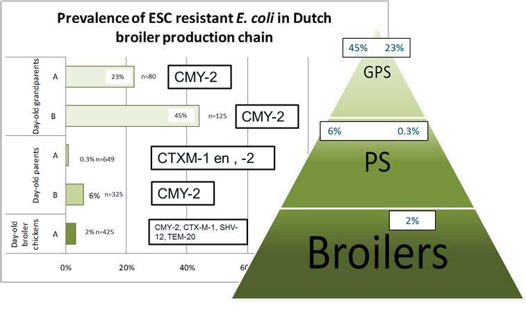 De algemene trend was dat op alle bedrijven 1 á 2 specifieke ESBL/AmpC varianten dominant aanwezig waren.