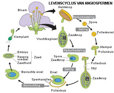 Vaardigheden VRAGEN STELLEN Dit onderdeel is een mooie opportuniteit voor introductie van de drie hoofdvragen, waar