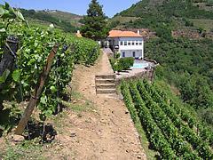 druivensoorten Arinto, Viosinho, Rabigato Malvasia, Fernão Pires en Avesso. Quinta Velha ligt tussen Régua en Pinhao en ligt in het hart van de Douro vallei binnen het Douro World Patrimony.