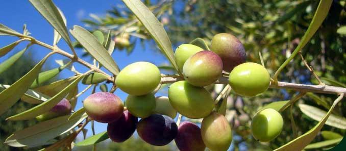 OLIJFOLIËN SAOV Sociedade Agricola Ouro Vegetal is een producent van olijfolie in de Ribatejo in Alferrarede, Abrantes, en heeft nu 250 hectare olijfbomen en 40 hectarewijngaard.