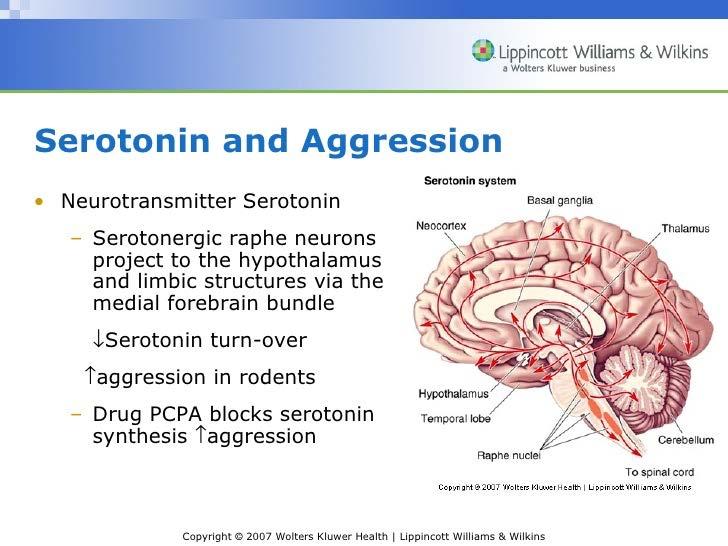 Serotonine en agressie Serotonine raphe neuronen projecteren naar: Hypothalamus Limbische structuren Verminderde 5-HT